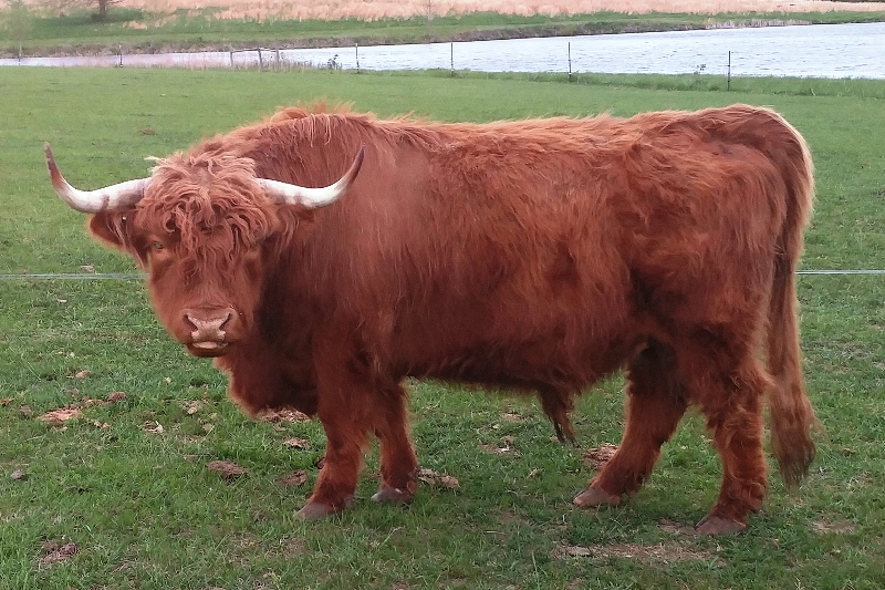 miniature scottish highland cattle for sale in pa
