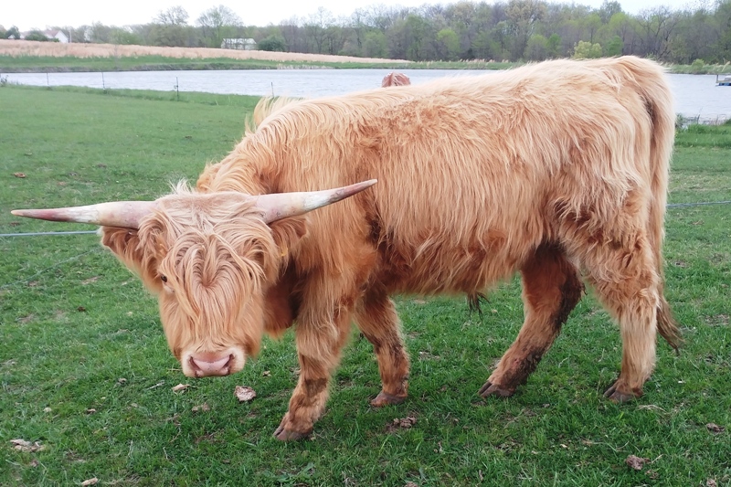 highland cows for sale