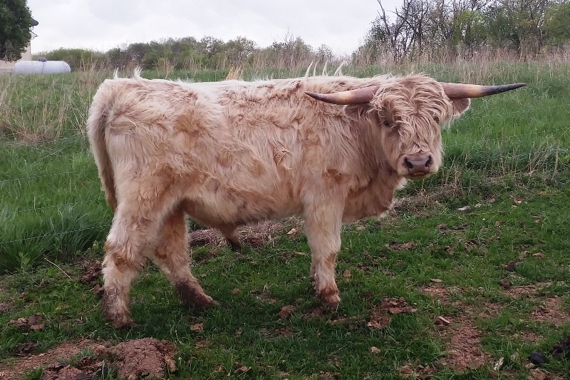 highland cattle for sale in georgia