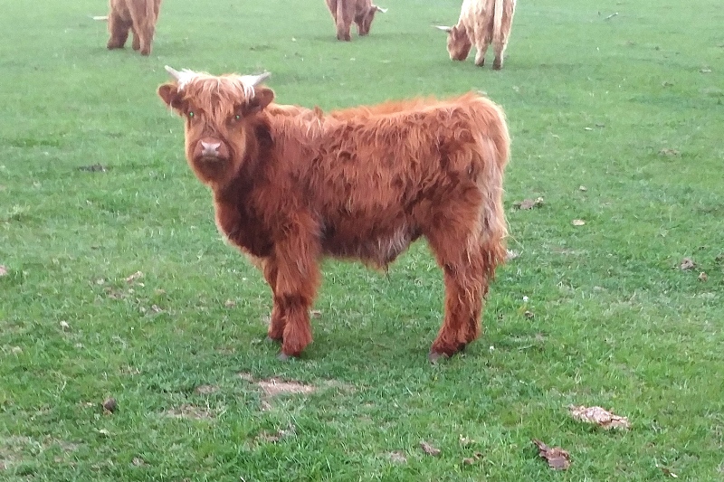 highland cows for sale