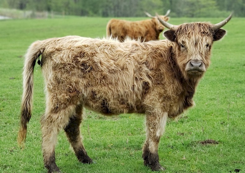 american scottish highland cattle association