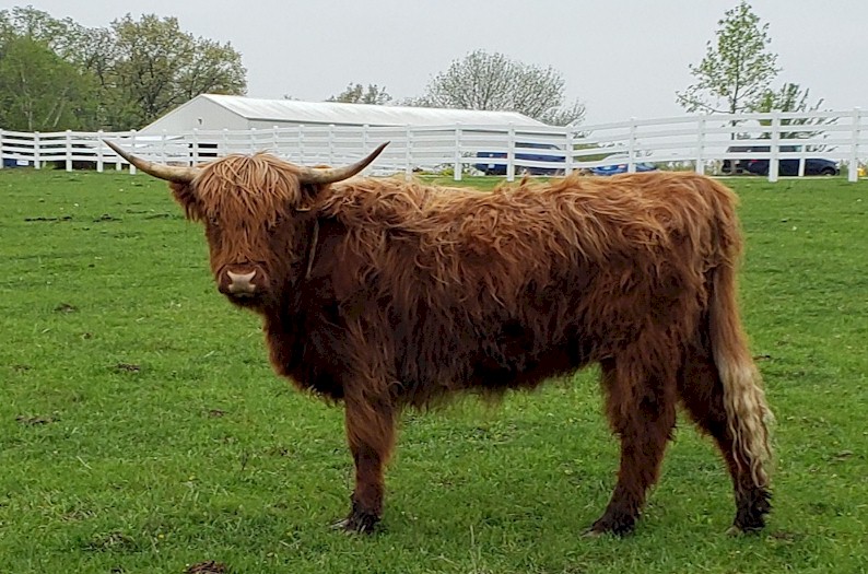 scottish highland cattle for sale wisconsin