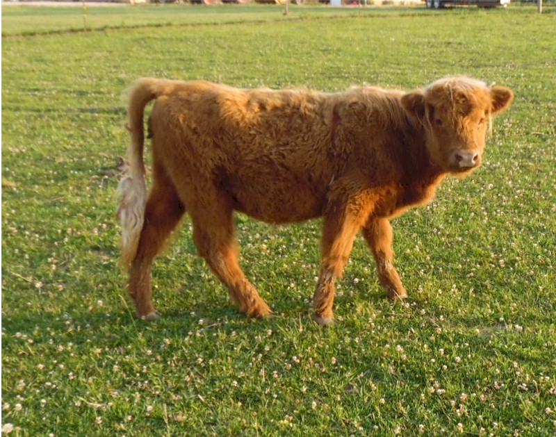 miniature scottish highland cattle for sale in texas