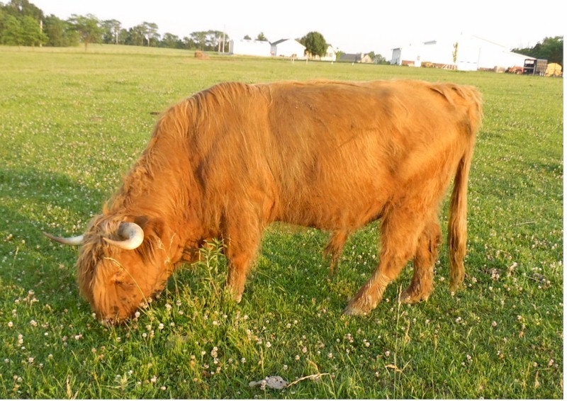 scottish highland cattle for sale price