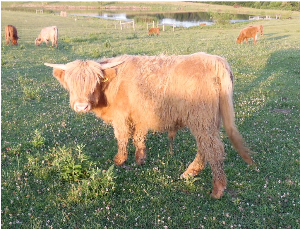highland cattle for sale craigslist