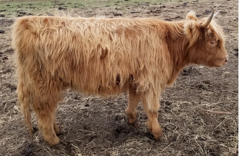 highland cattle for sale in georgia