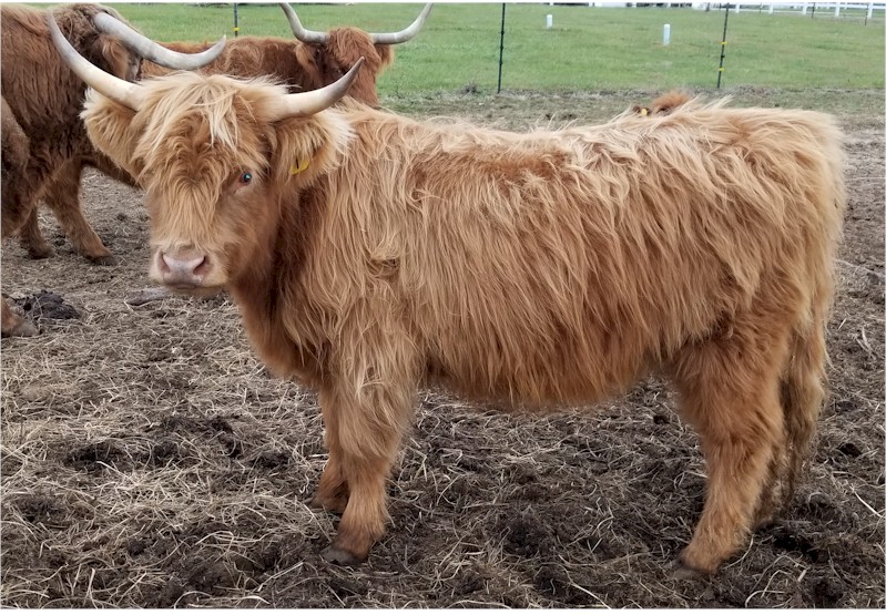 highland cattle for sale arkansas