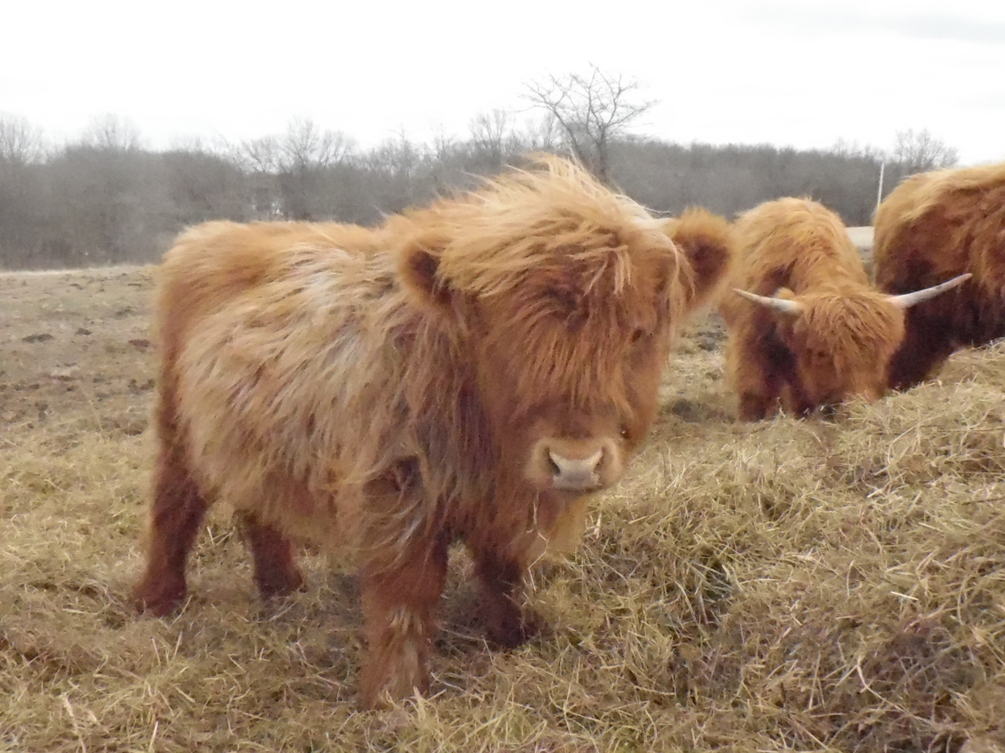 Highland Cattle For Sale