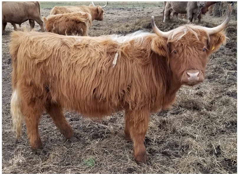 highland cow prices